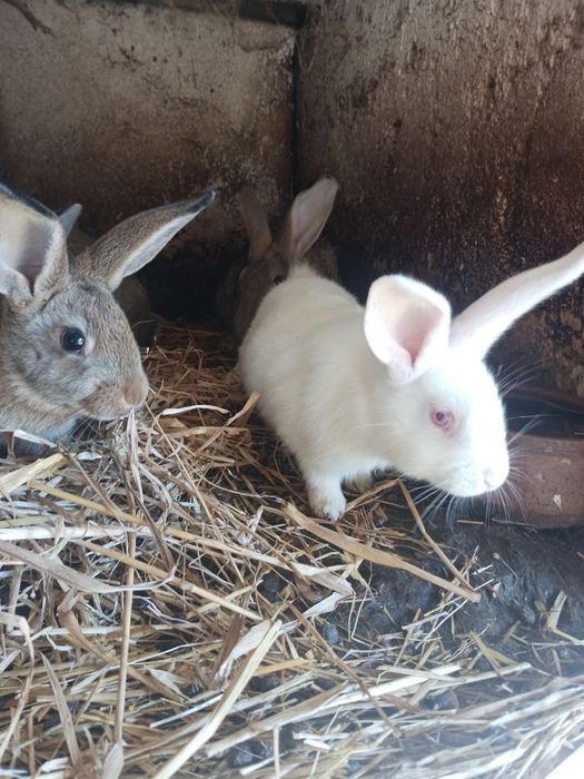 Animais da Quinta