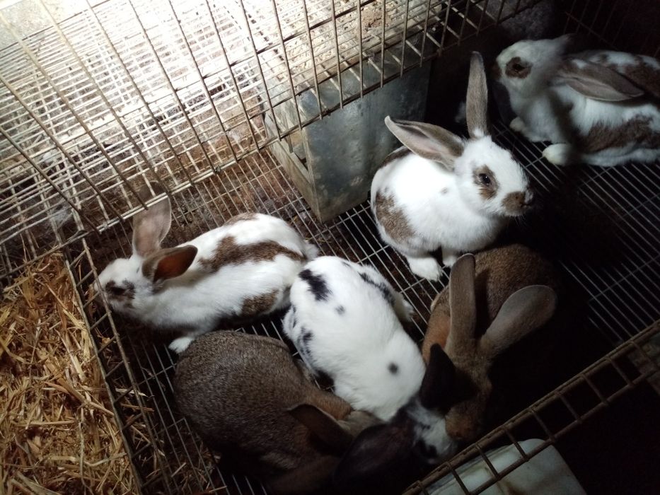 Coelhos Flandres X borboleta