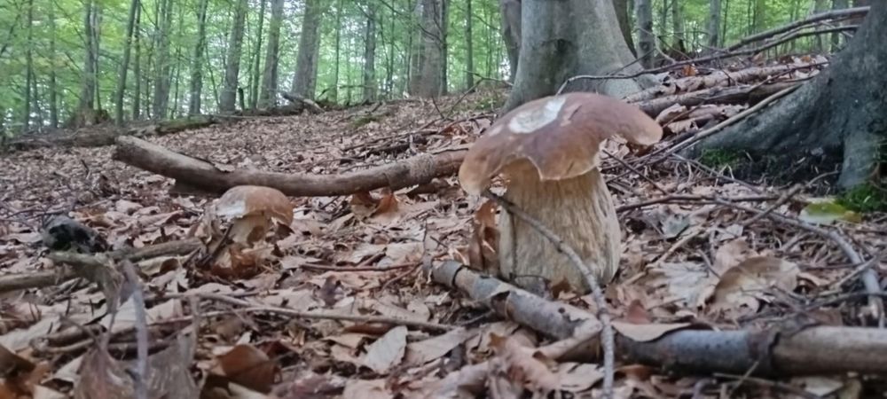 Sprzedam suszone prawdziwki 2025- 3 słoiki