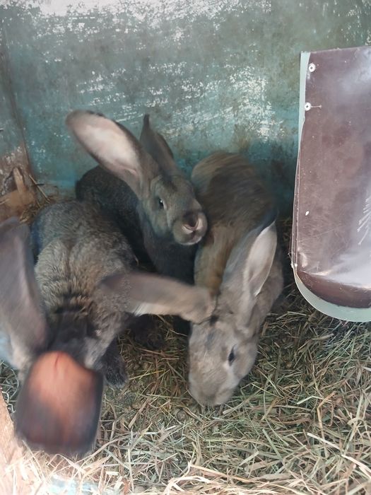 Продам кролики різного віку