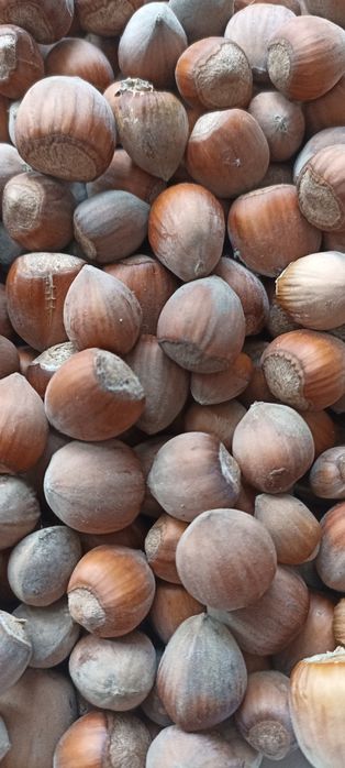 Орех лесной/лещина