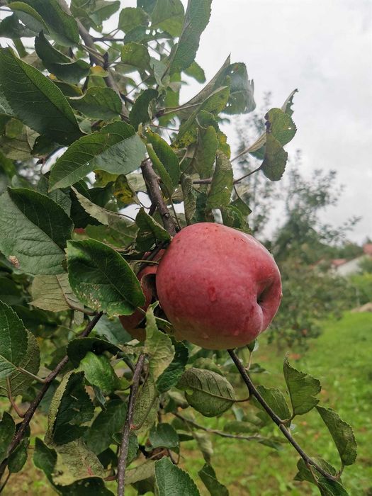 POKOJE wolne  Noclegi Kęty jacuzzi SAUNA łazienka las nat