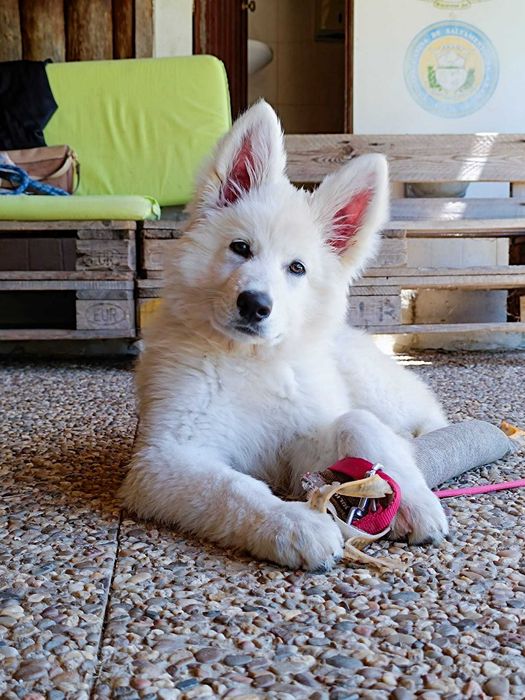 Cão de Pastor Branco Suiço