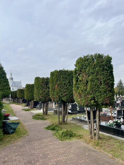 Alpinistyczna Wycinka Drzew