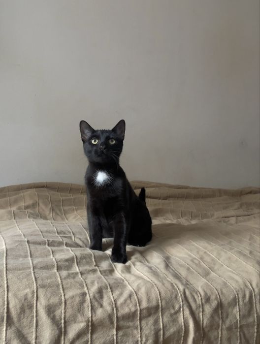 Sezam szuka wspanialej rodziny