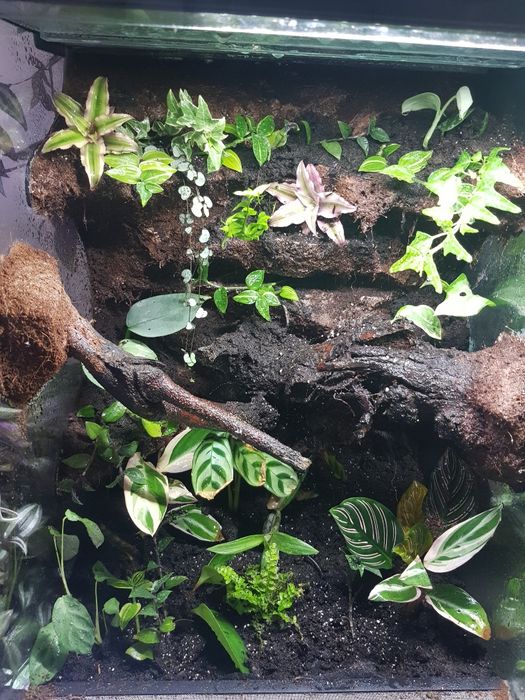 Terrarium tropikalne wysoka jakość