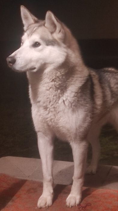 Безкоштовна в'язка собаки.Маламут- Західно сибірська лайка