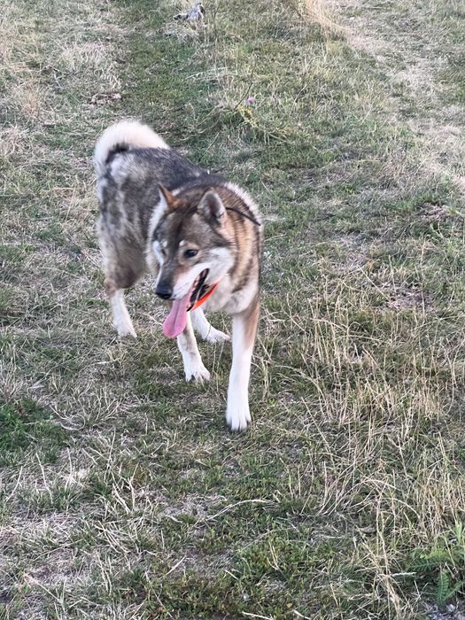 Кобель західносибірської лайки ЗСЛ