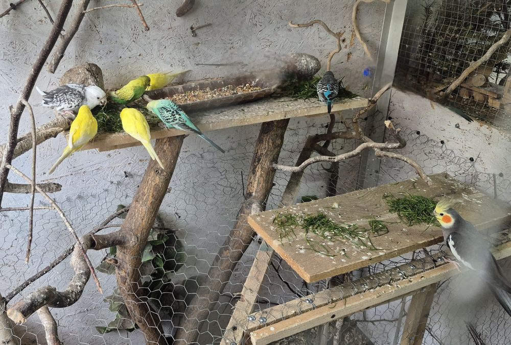 Sprzedam ptaki ze zdjecia