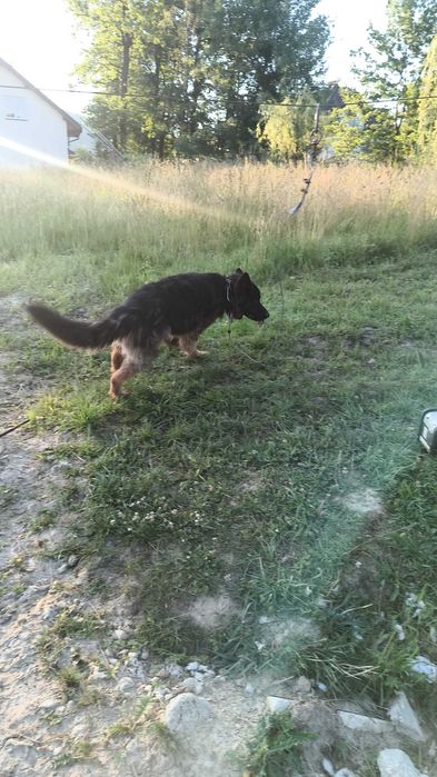 Pies owczarek niemiecki