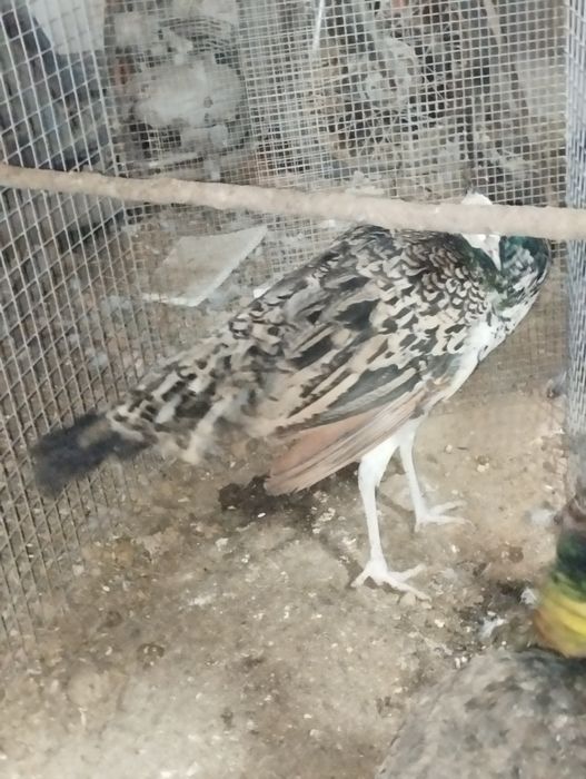 Pavão aza negra para ceder