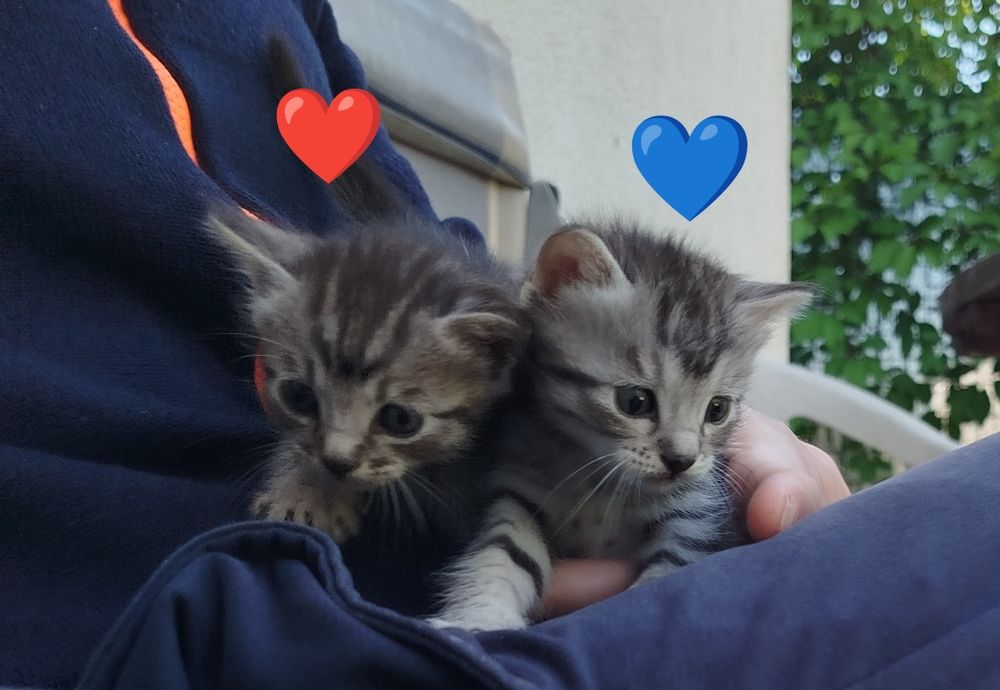 Котята бесплатно 2 мальчика и девочки для удачи ,ДР 26 апреля, чистые