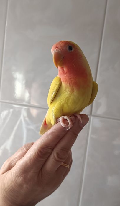 Agapórnis criados á mão