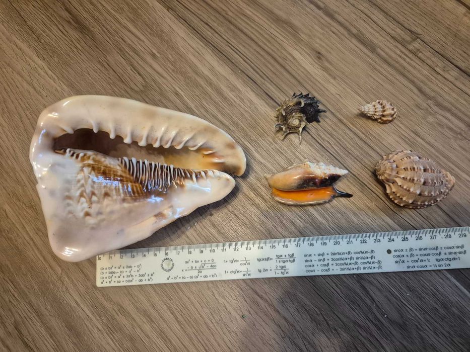 Nr22 Zestaw muszli - Cassis Tuberosa, Angaria Delfinowa +GRATIS