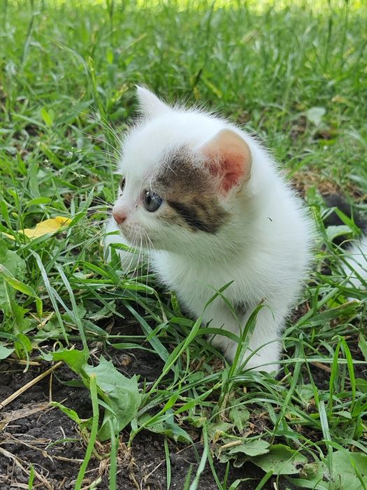 Віддамо трьох кішечок у добрі руки — 2 місяці, грайливі та здорові