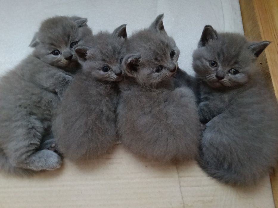 Сімейка шотландців .