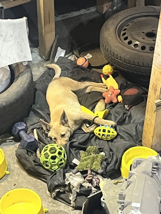 Шукаємо дім маленькому собаці.