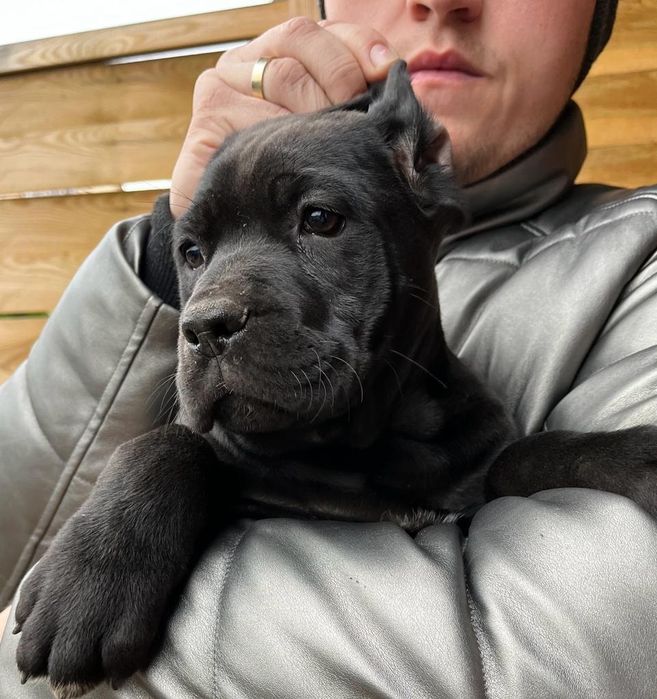 Cane Corso mocny Pies