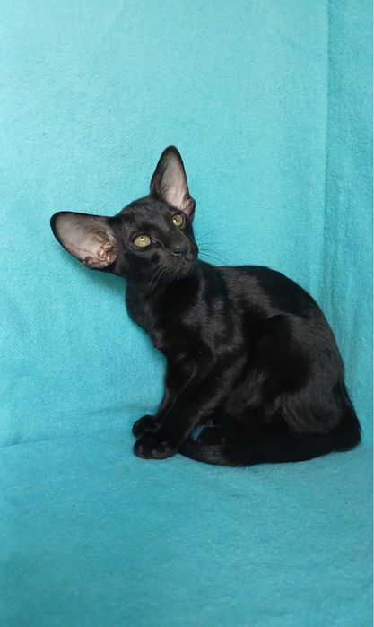 ориентальные котята с документами оріентальне кошеня орієнтальна кішка