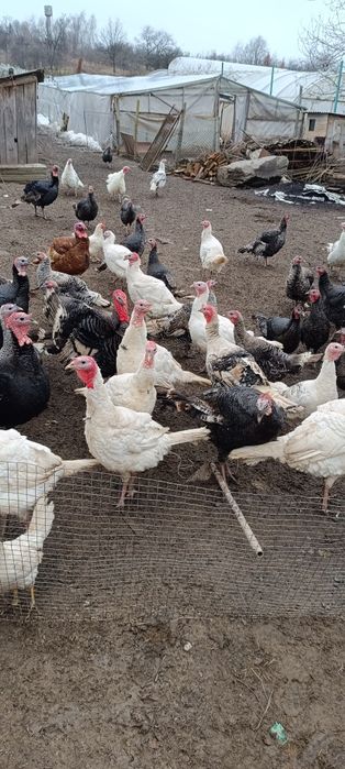 Індики домашні .