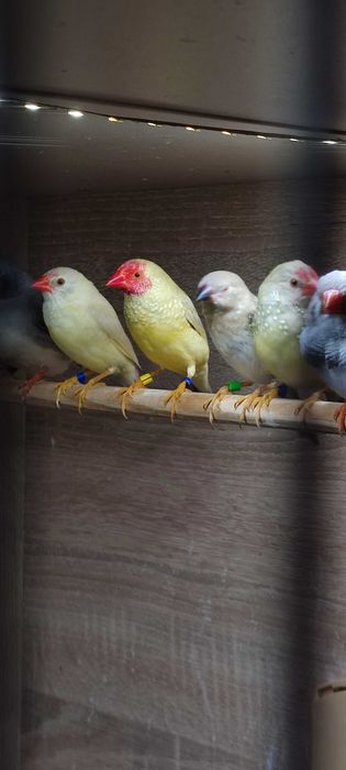 Astryld Trzcinowy Zeberka Gołąbek Diamętowy Przepiórka Chińska