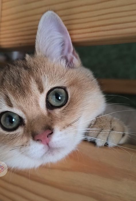 Золота шиншила дівчинка