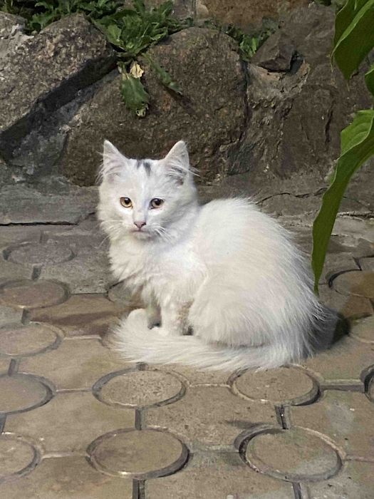 Отдам котят в хорошие руки.