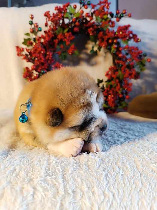 Szczenię Akita Inu FCI