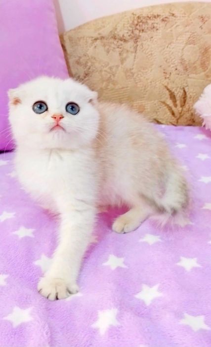 Шотландський красунчик хлопчик шиншилка