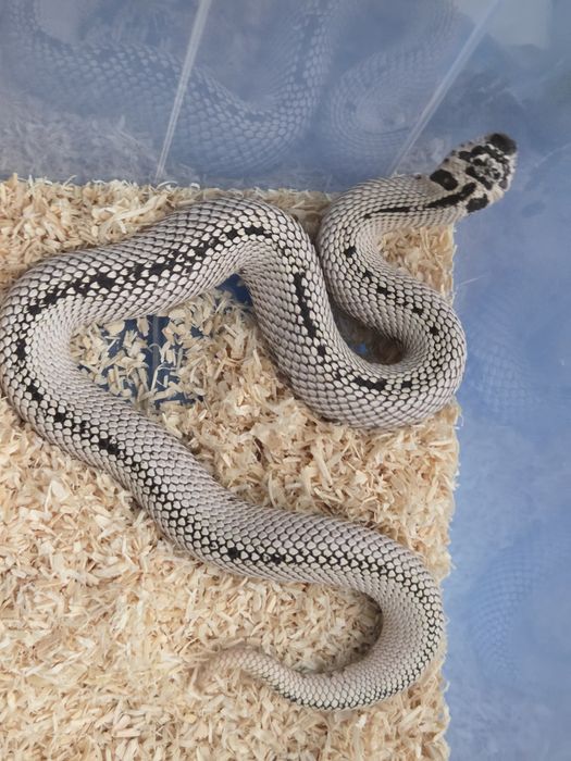 Samica Heterodon nasicus zachodni Super Arctic Super Conda het albino