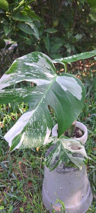 VENDO Monstera variegata envasada