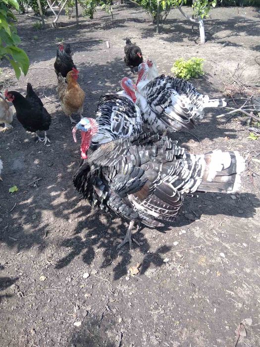 Продам ІНДИЧИНЯТ,село Володькова дівиця, Ніжинський р-н