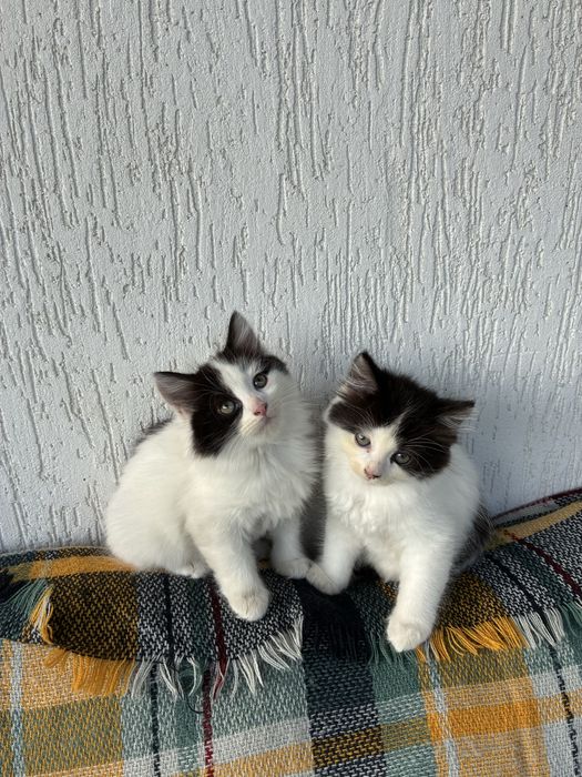Котинята безкоштовно