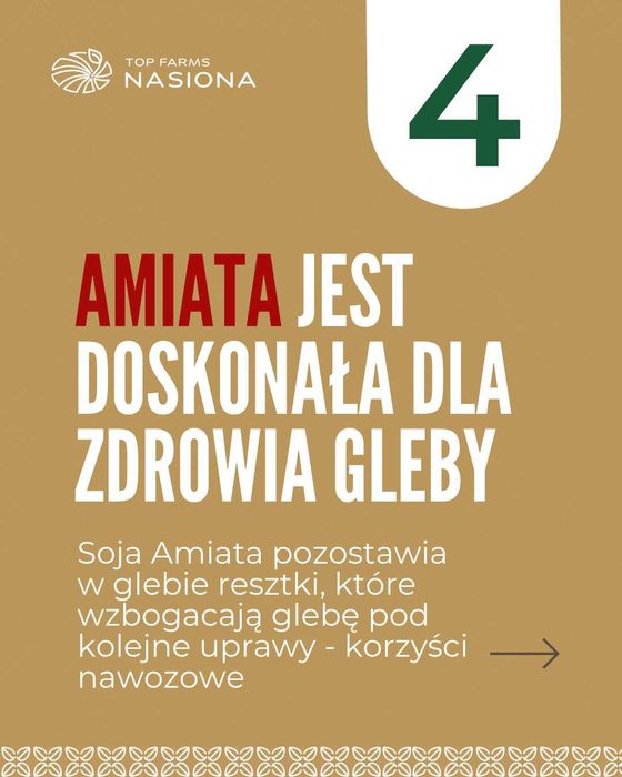 Nasiona soi Amiata - plonem wymiata! Gotowe do siewu, C1