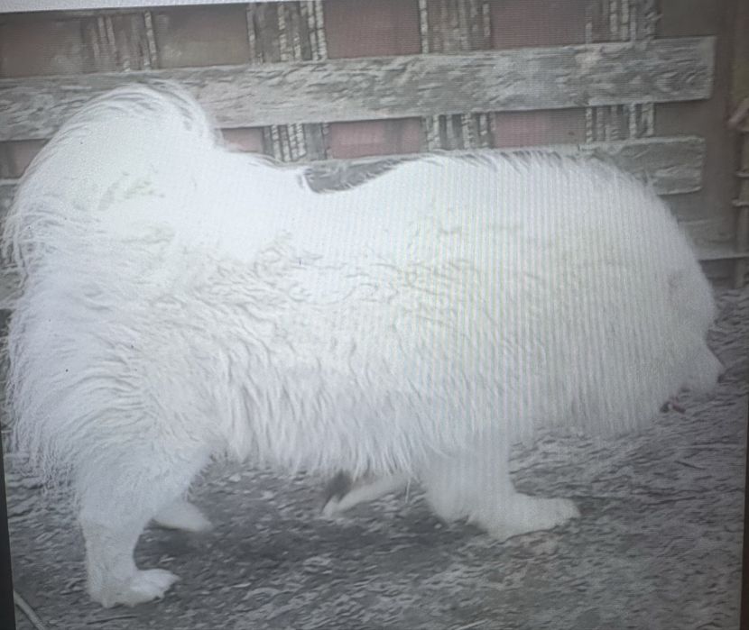 Sprzedam Samoyeda