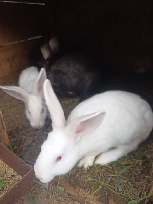 Продам молодняк кроликів
