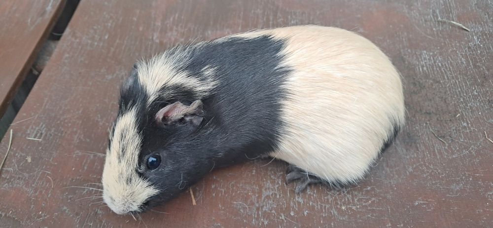 Świnki morskie samiczki, kawia domowa.