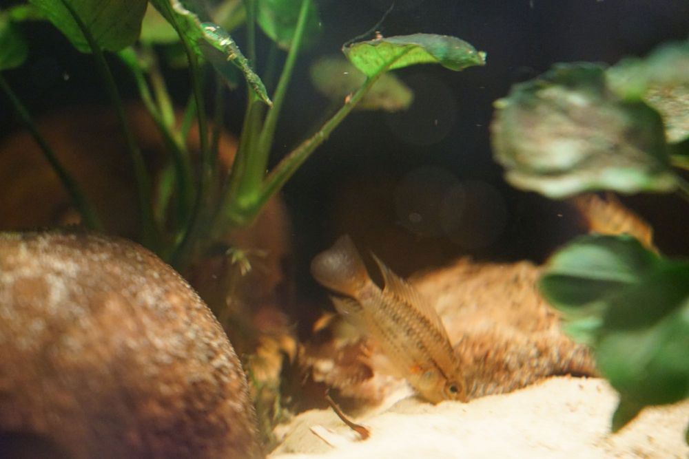 Apistogramma sp. Yurimaguas - Pielęgniczka - F1