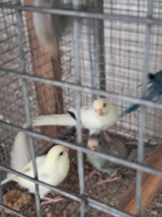 Kakarikis com cedência