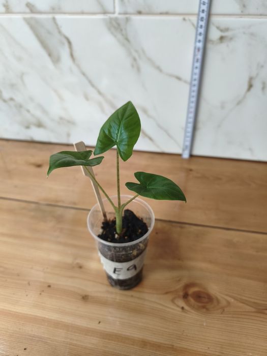 Lote de plantas baby