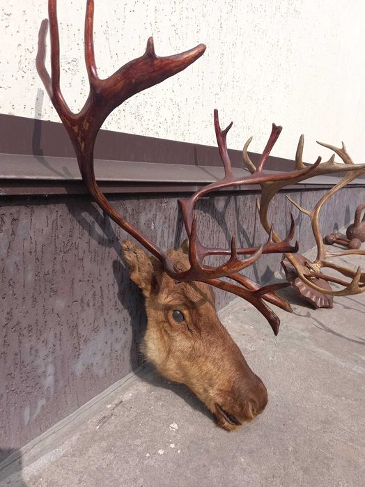 Продам шикарну голову оленя