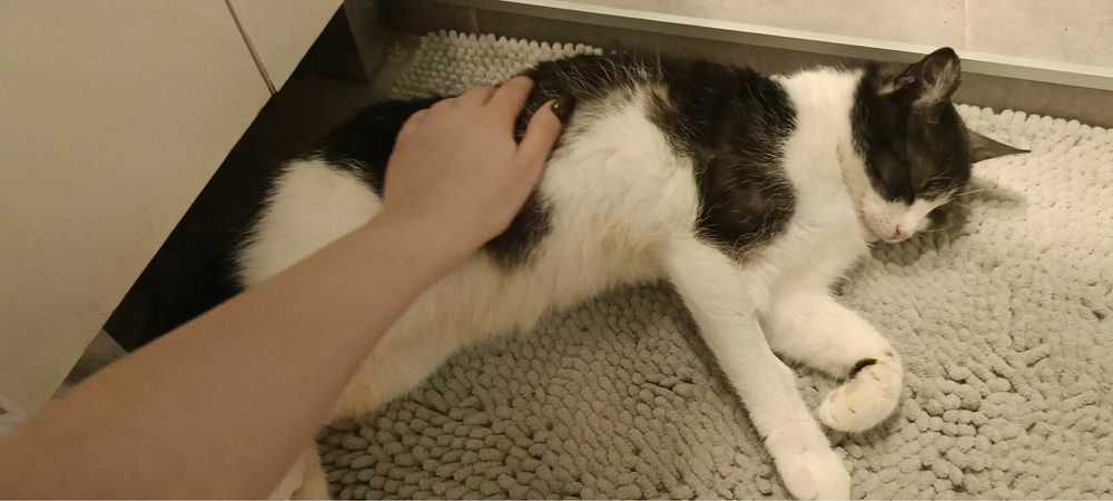 Kotka Minia szuka domu