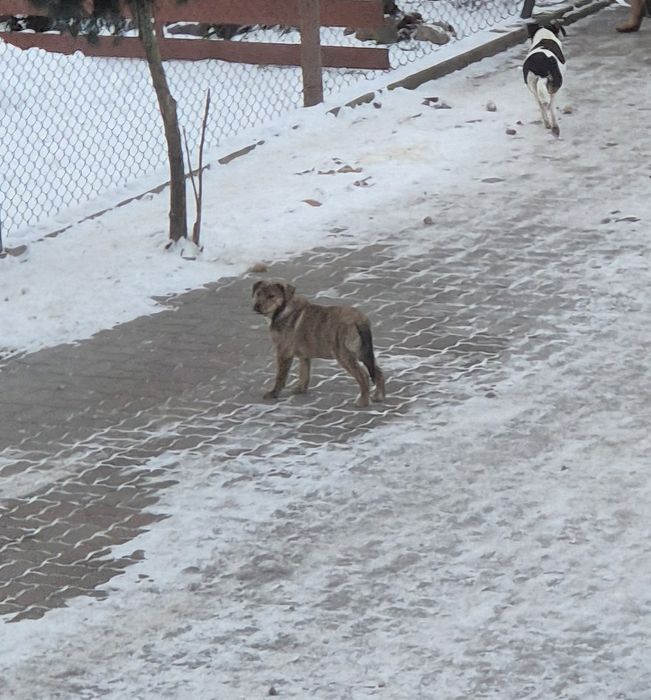 Oddam szczeniaka półrocznego