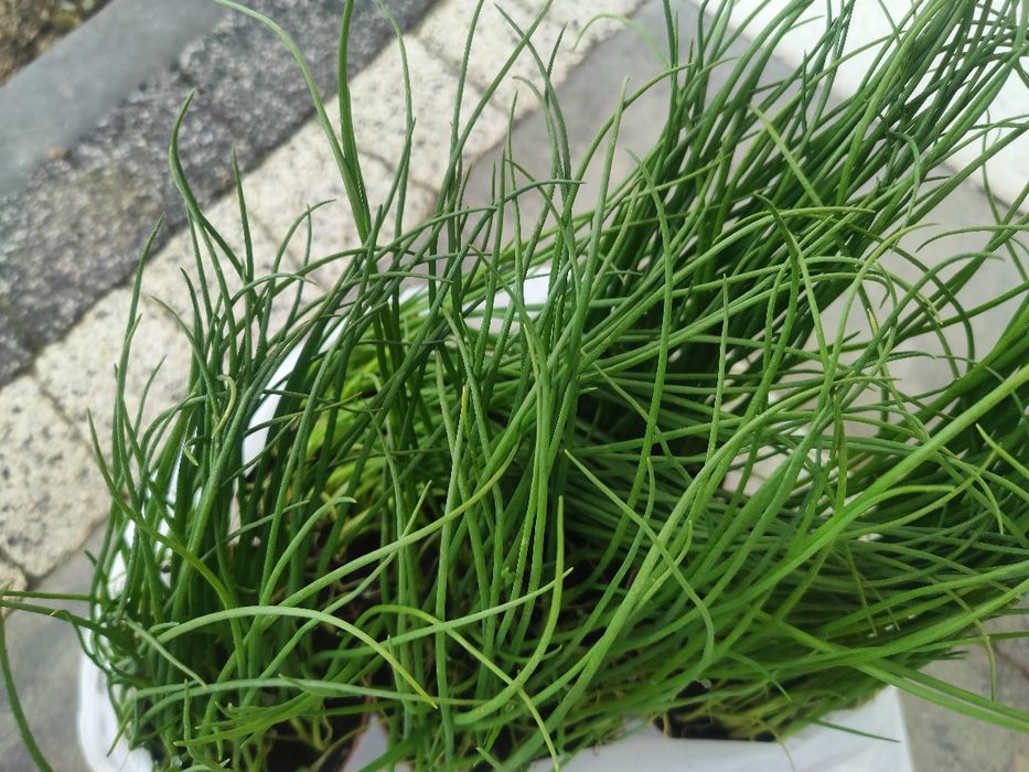 Pięć sadzonek cebula siedmiolatka