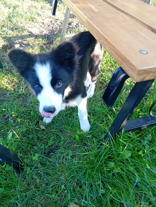 Border Collie śliczna suczka szczeniaczek