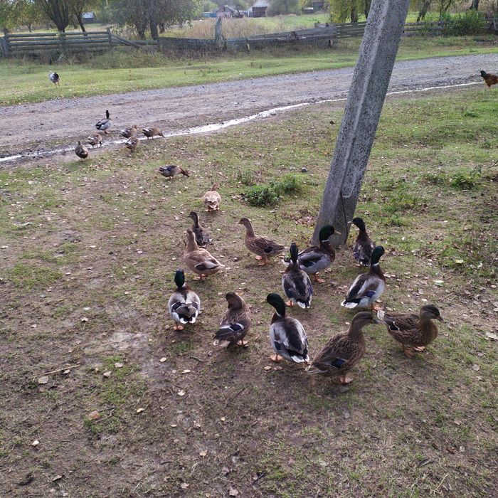 Крижні,качки,підсадні утки