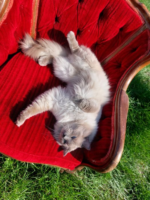 JCH Czak ll  kocureki.FPL/Fife .