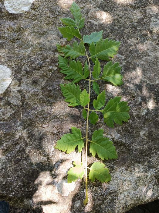Coreutéria – Koelreuteria paniculata