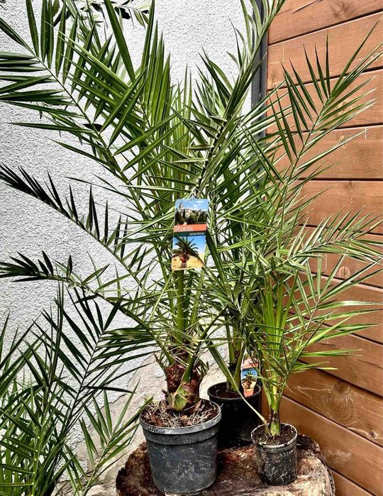 Фінікова канарська пальма