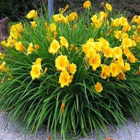 Trytoma, liliowiec, kosaciec, kanna